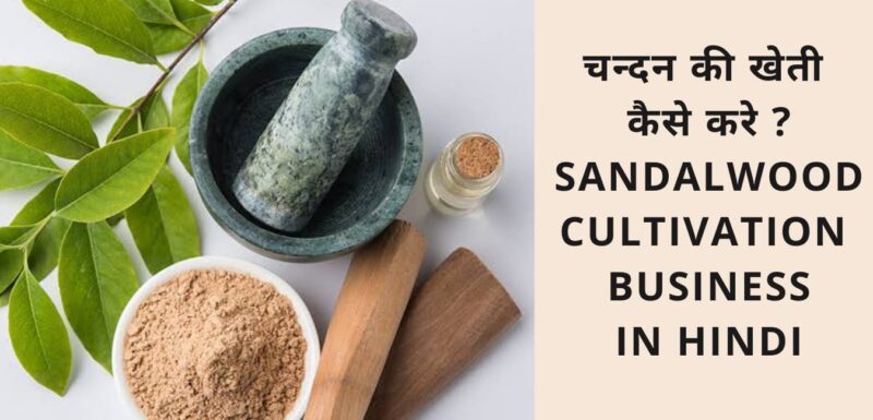 चन्दन की खेती कैसे करे Sandalwood Cultivation Business Hindi